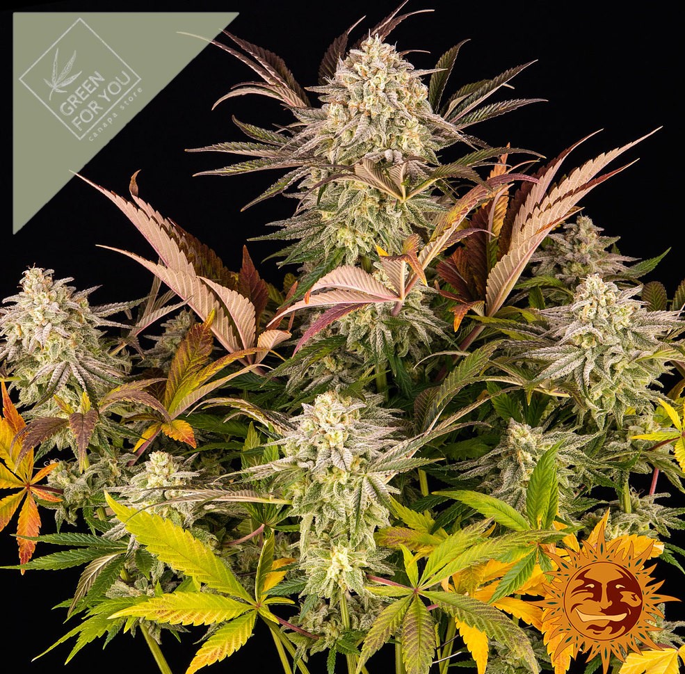 blue-sunset-sherbert_1_243395