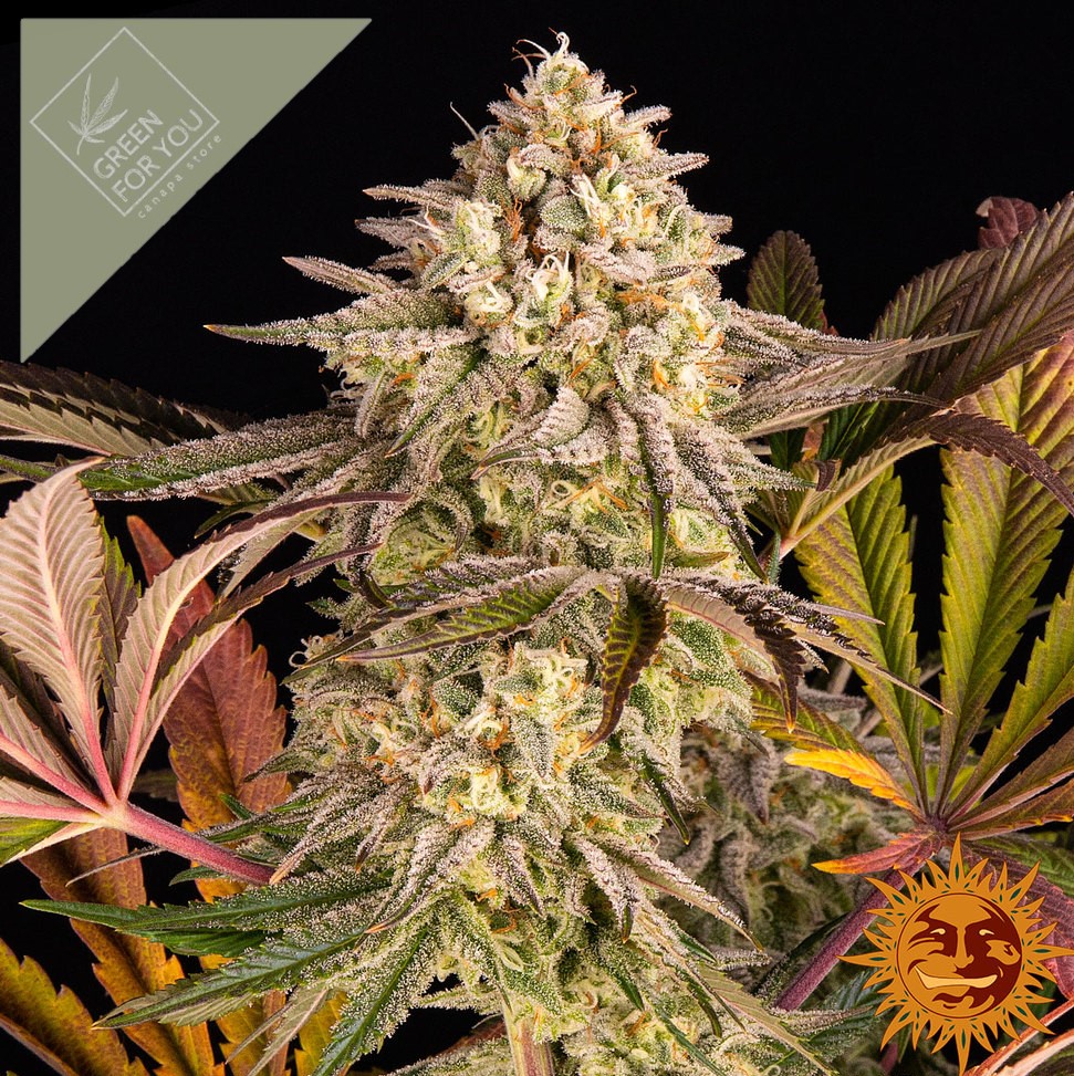 blue-sunset-sherbert_2_243396
