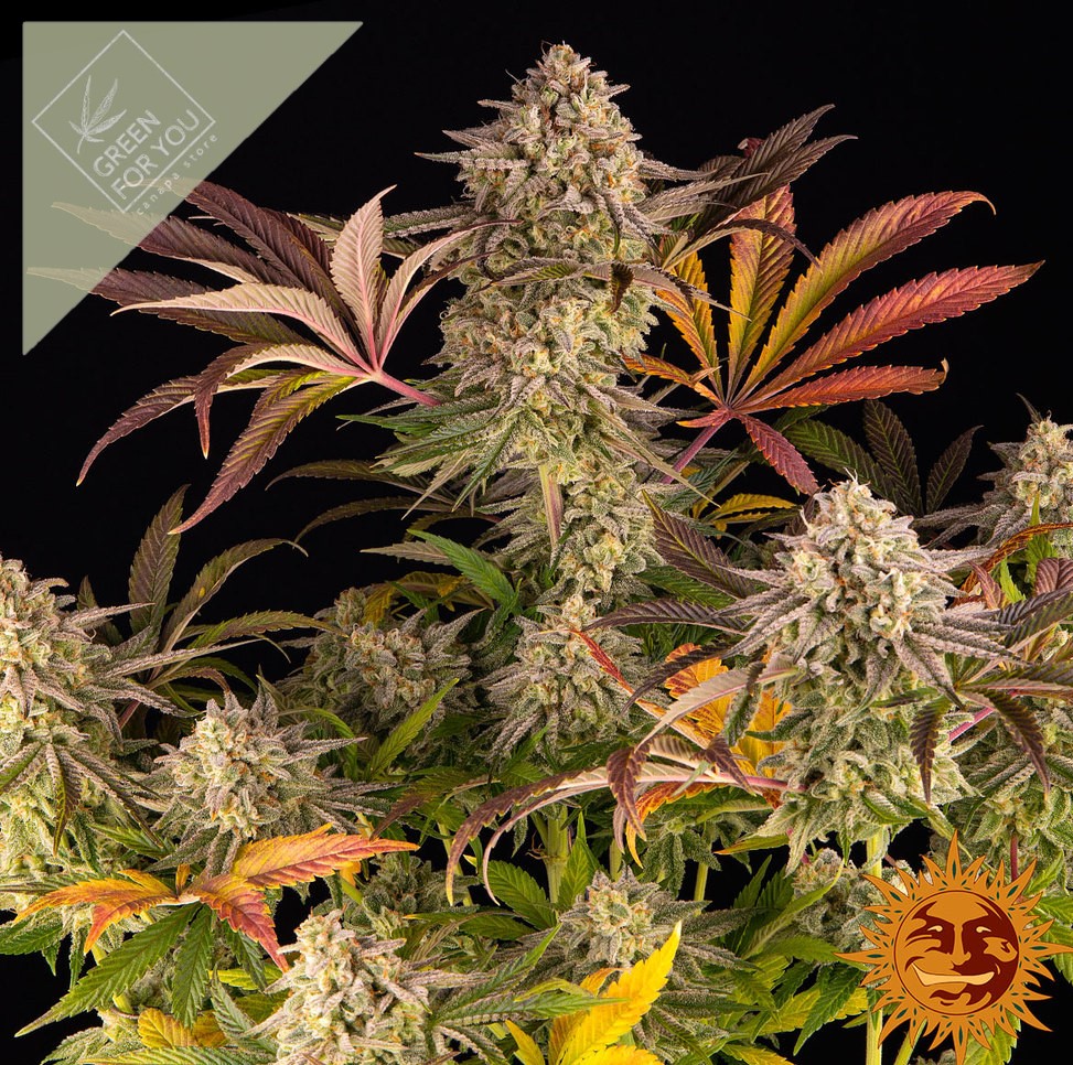 blue-sunset-sherbert_3_243396