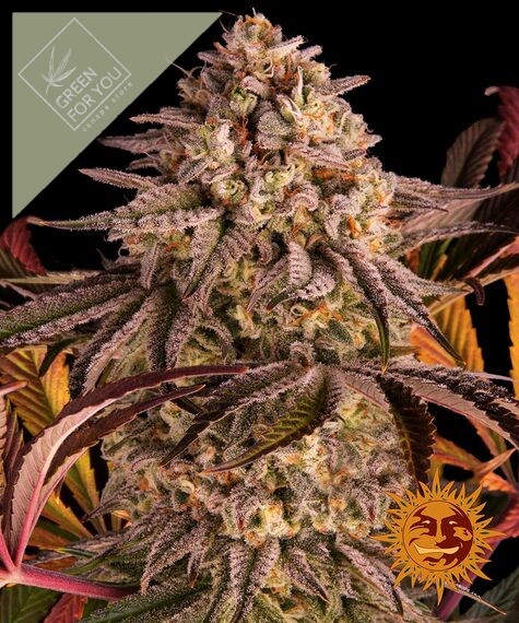 blue-sunset-sherbert_circle_new_21_850918