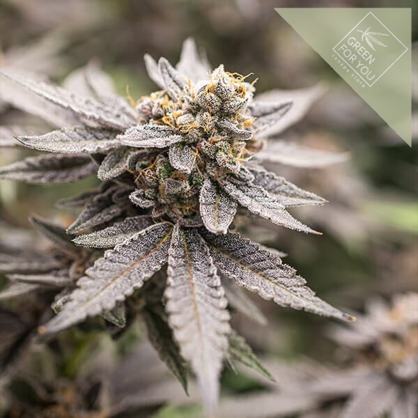 dynamite-diesel (1)