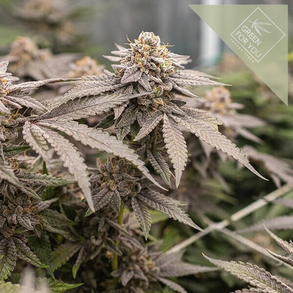 dynamite-diesel (2)
