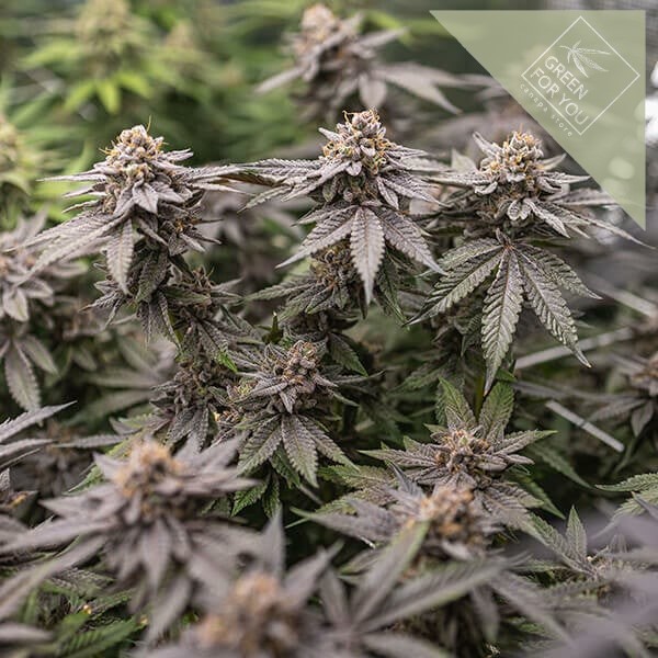 dynamite-diesel (3)