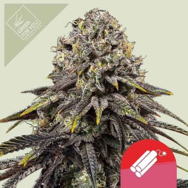 dynamite-diesel