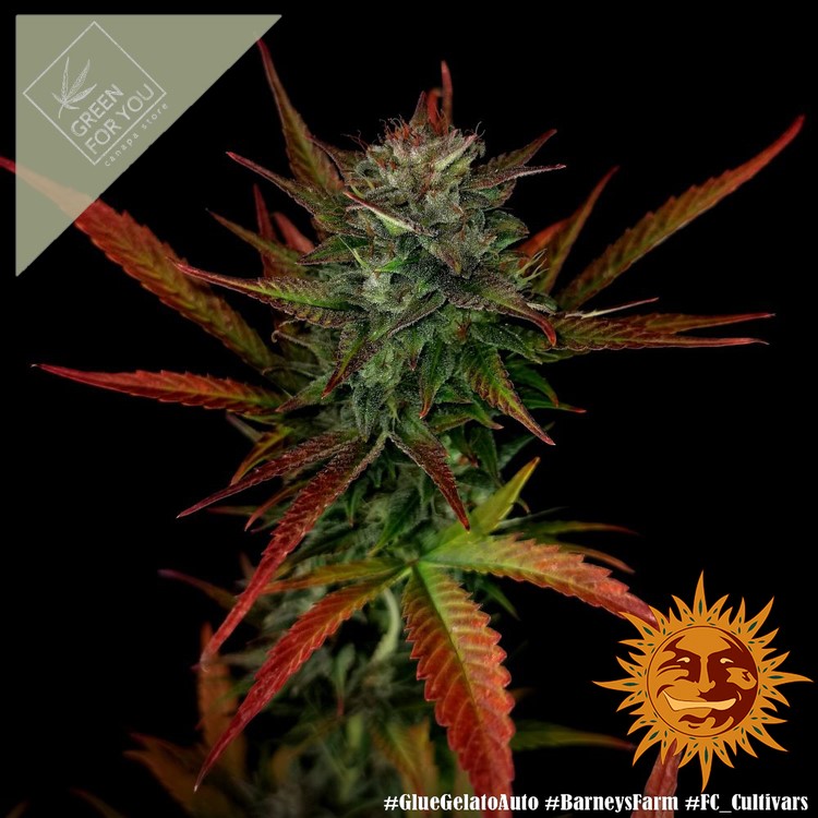 glue-gelato-auto_6_329961
