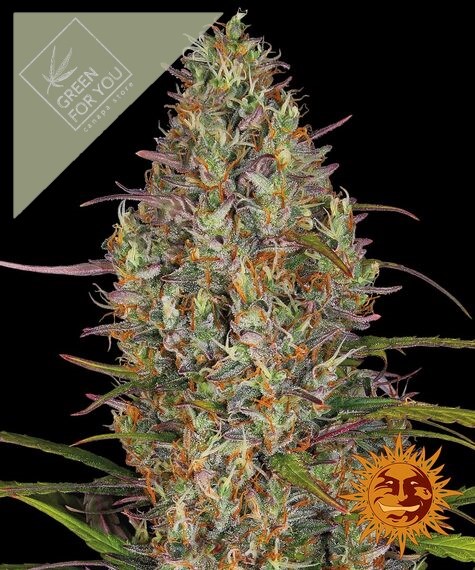 glue-gelato-auto_circle_new_21_828765