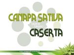 canapa_sativa_caserta